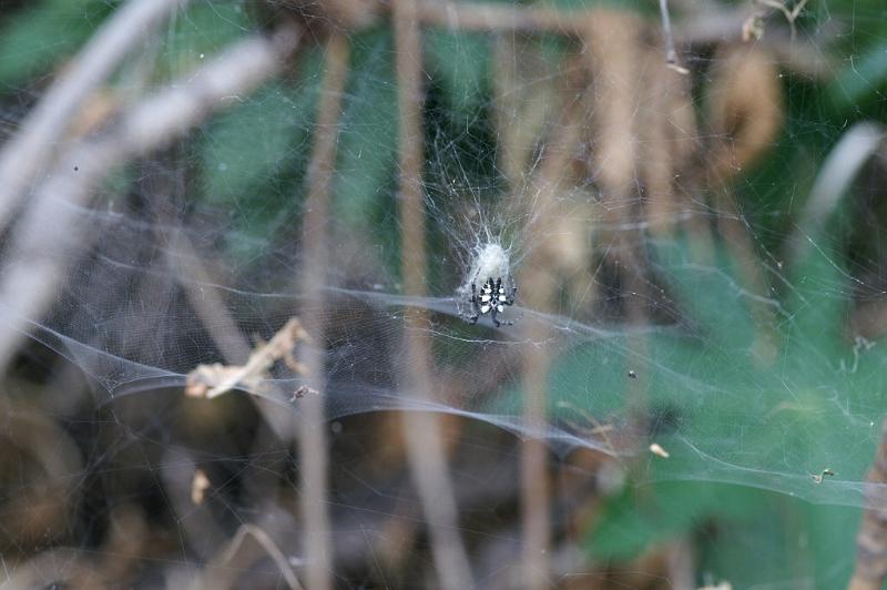 Cyrtophora_citricola_D3192_Z_88_Valle Gran Rey_Spanje.jpg